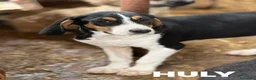 Meticcio cani in regalo: HULYA, mix di dolcezza e simpatia cerca famiglia! - Annuncio 1