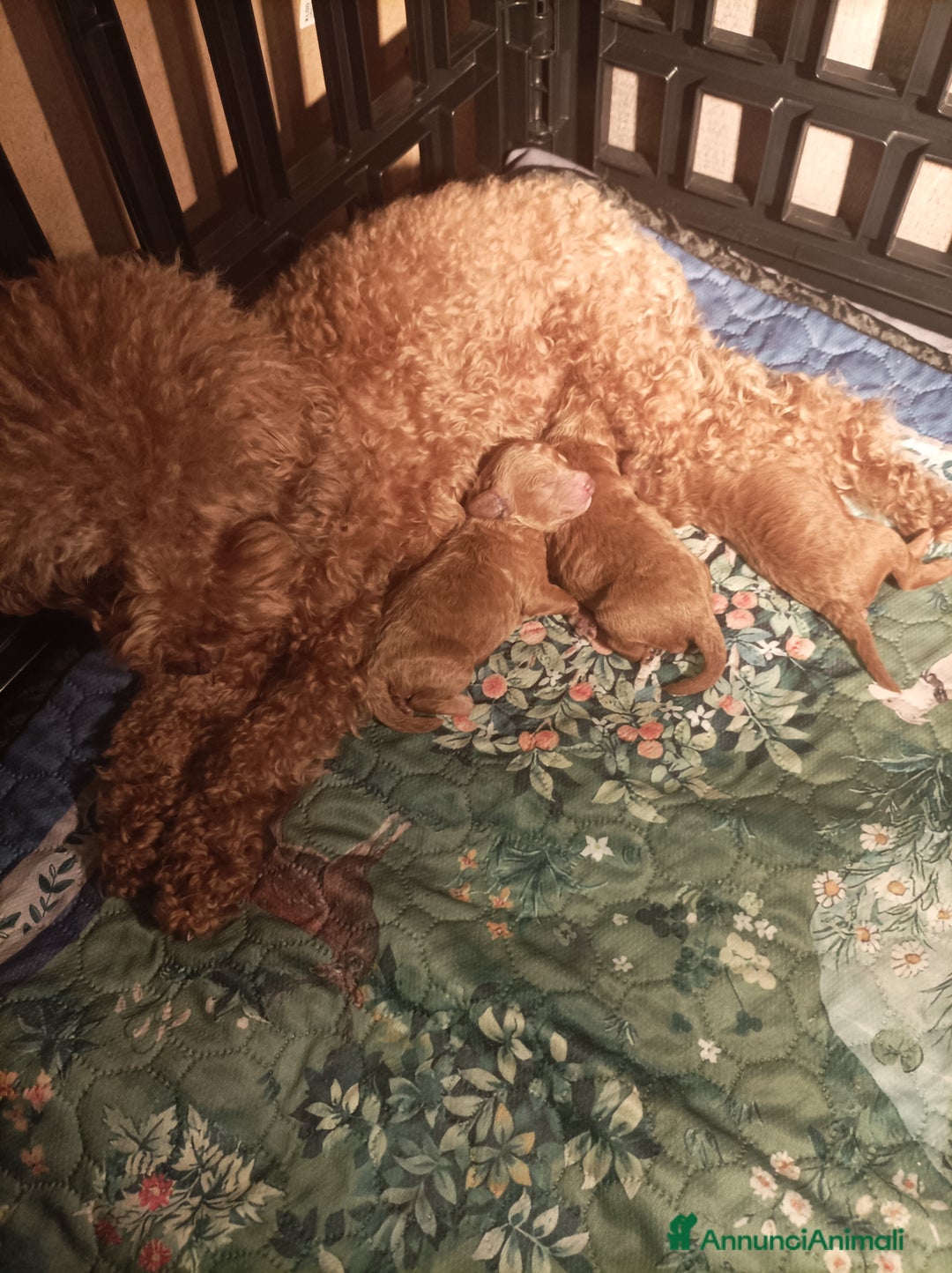 Barboncino Toy cani in vendita: Barboncina Toy pedigree ENCI  - Annuncio 4