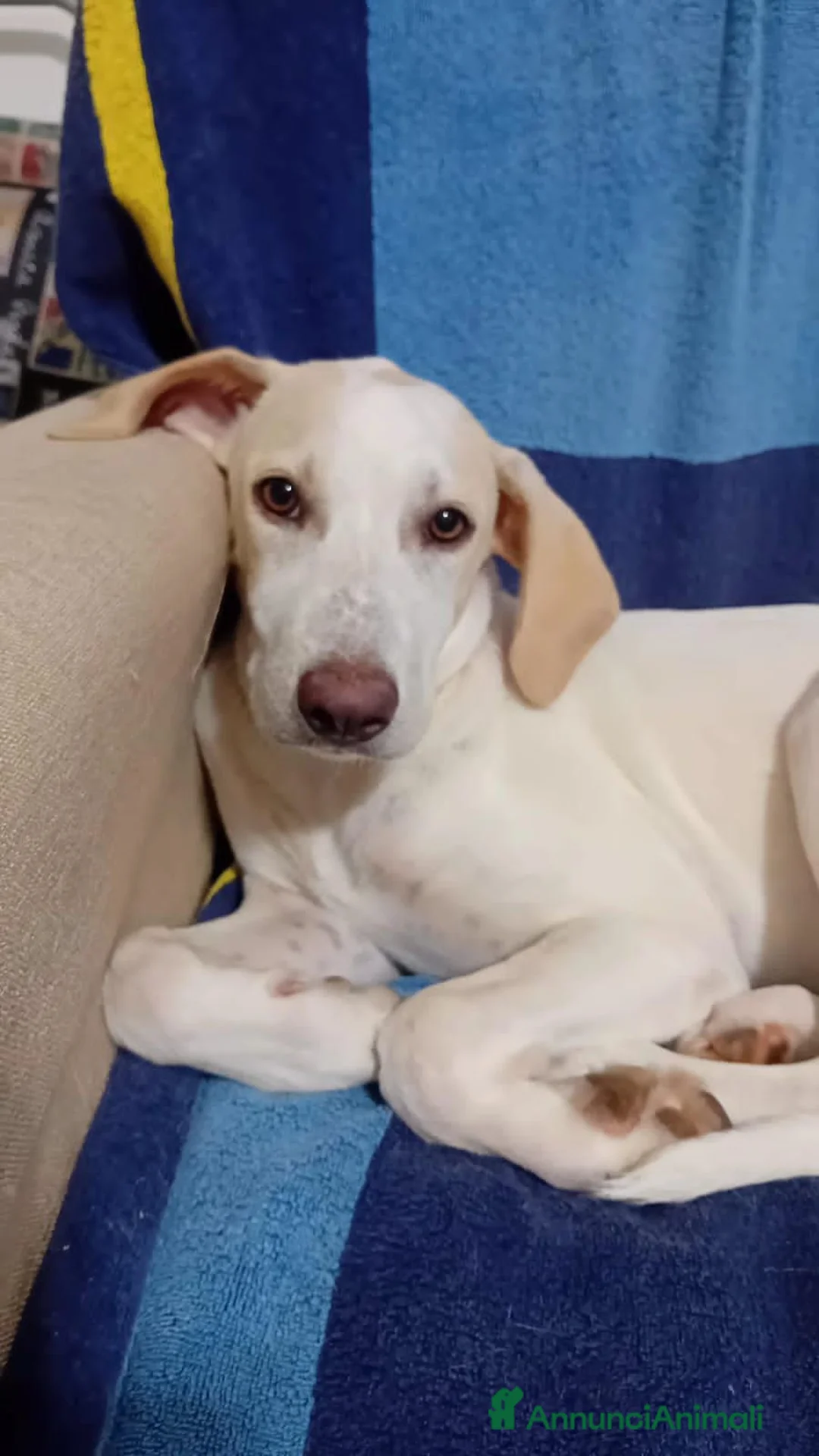Meticcio cani in regalo: lunettA - Annuncio 4