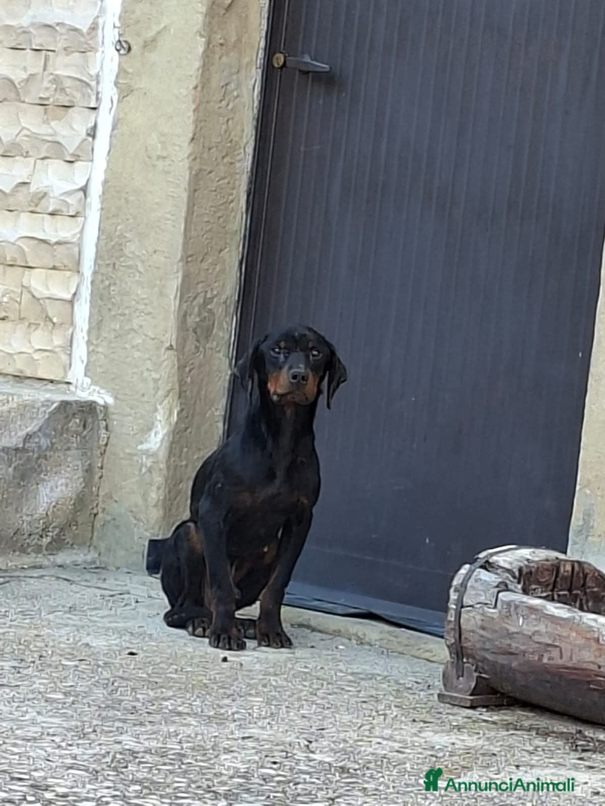 Meticcio cani ADOZDEL💔: bellissimo,abbandonato in 1 paese vuoto - Annuncio 2