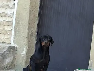 Meticcio cani ADOZDEL💔: bellissimo,abbandonato in 1 paese vuoto - Annuncio 2