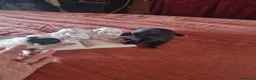 Chihuahua cani in vendita: Cuccioli di chihuahua toy  - Annuncio 18