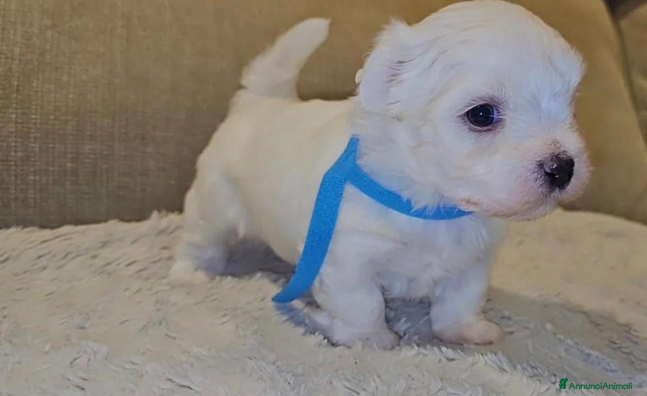 Maltese cani Maltese toy - Annuncio 3