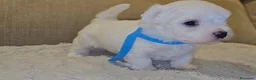 Maltese cani in vendita: Maltese toy a Città metropolitana di Cagliari - Annuncio 1