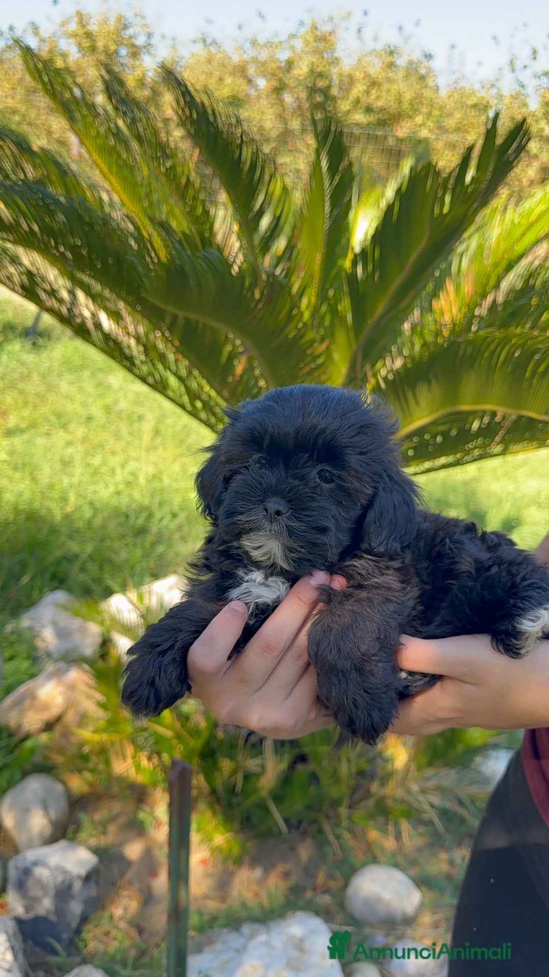 Shihpoo cani barboncini  - Annuncio 23