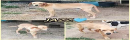 Meticcio cani in regalo: JAZZ ASPETTA UNA MAMMA  a Città metropolitana di Milano - Annuncio 2