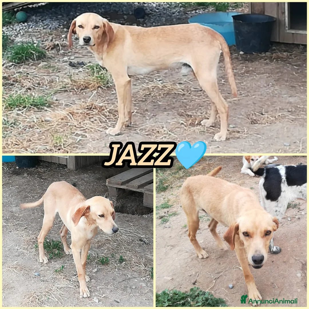 Meticcio cani in regalo: JAZZ ASPETTA UNA MAMMA  a Città metropolitana di Milano - Annuncio 2