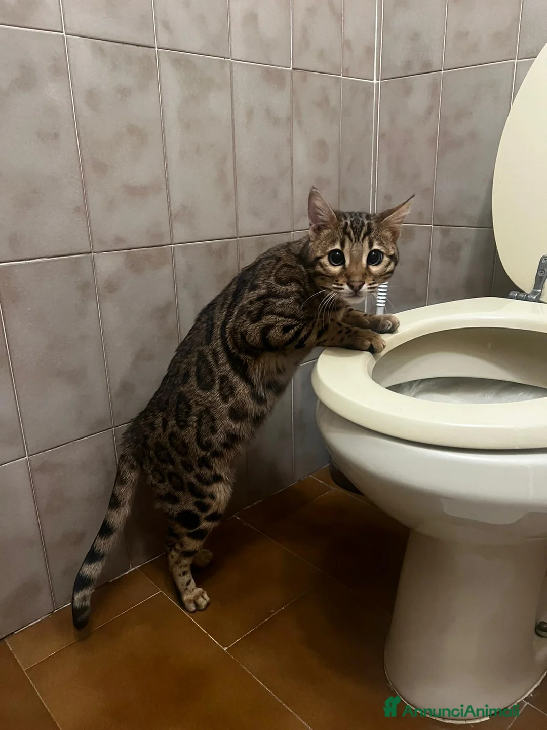 Bengala gatti in vendita: CUCCIOLO E ADULTO DI BENGALA  - Annuncio 5