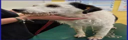 Meticcio cani in regalo: JOHNTRA SIMIL LAGOTTINO 4 ANNI SOGNA UNA FAMIGLIA  - Annuncio 7