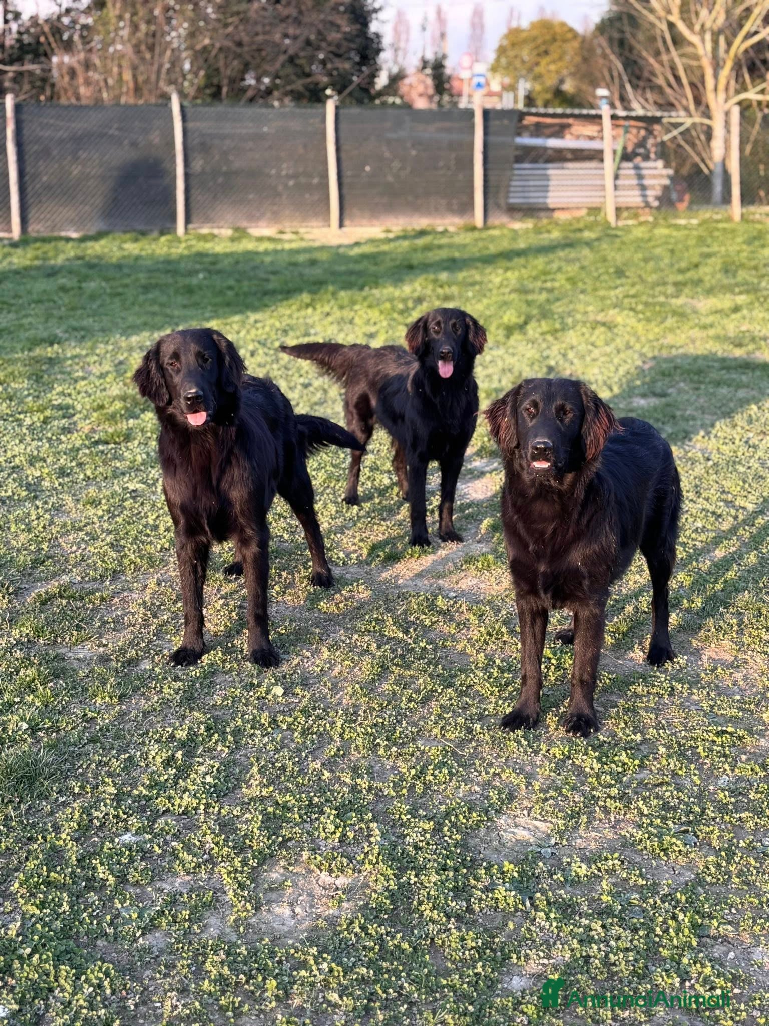 Flat Coated cani Flat Coated Retriever 10 mesi - Annuncio 1