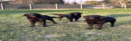 Flat Coated cani in vendita: Flat Coated Retriever 10 mesi - Annuncio 1