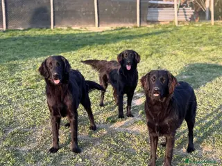 Flat Coated cani Flat Coated Retriever 10 mesi - Annuncio 1