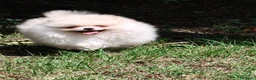 Volpino Pomerania cani in vendita: Volpino di Pomerania  - Annuncio 2