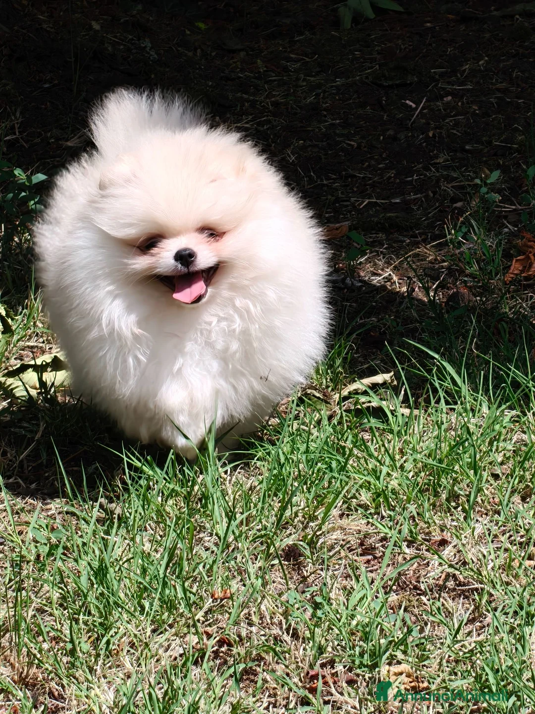 Volpino Pomerania cani in vendita: Volpino di Pomerania  - Annuncio 2