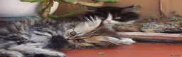 Persiano gatti in vendita: DISPONIBILI 2 MERAVIGLIOSI CUCCIOLI DI PERSIANO - Annuncio 4