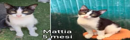 Europeo gatti in regalo: MICINI, URGENTE: TEMPO SCADUTO  a Provincia di Arezzo - Annuncio 11