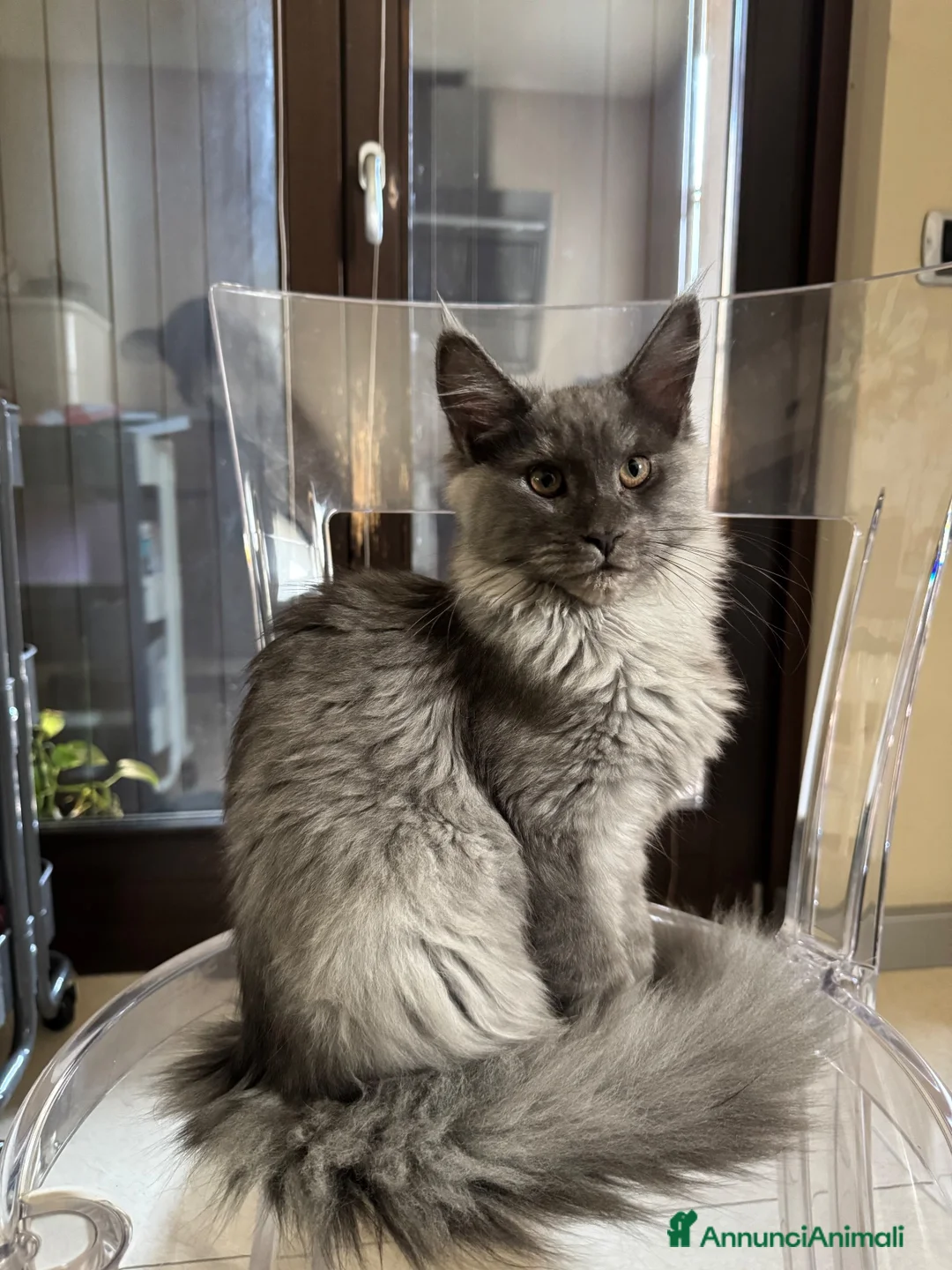 Maine Coon gatti in vendita: Cucciolo di razza Maine Coon con pedigree AFeF - Annuncio 2