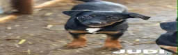 Meticcio cani in regalo: JUDI, coccolona rimasta sola! TG MEDIO PICCOLA - Annuncio 7