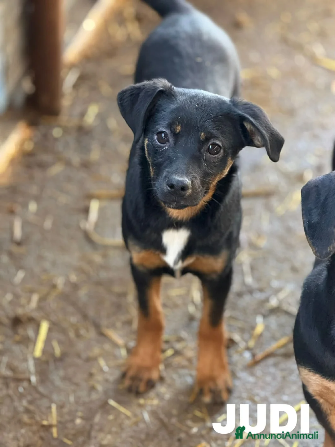 Meticcio cani in regalo: JUDI, coccolona rimasta sola! TG MEDIO PICCOLA - Annuncio 7