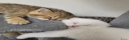 British gatti in vendita: Gattini british - Annuncio 13