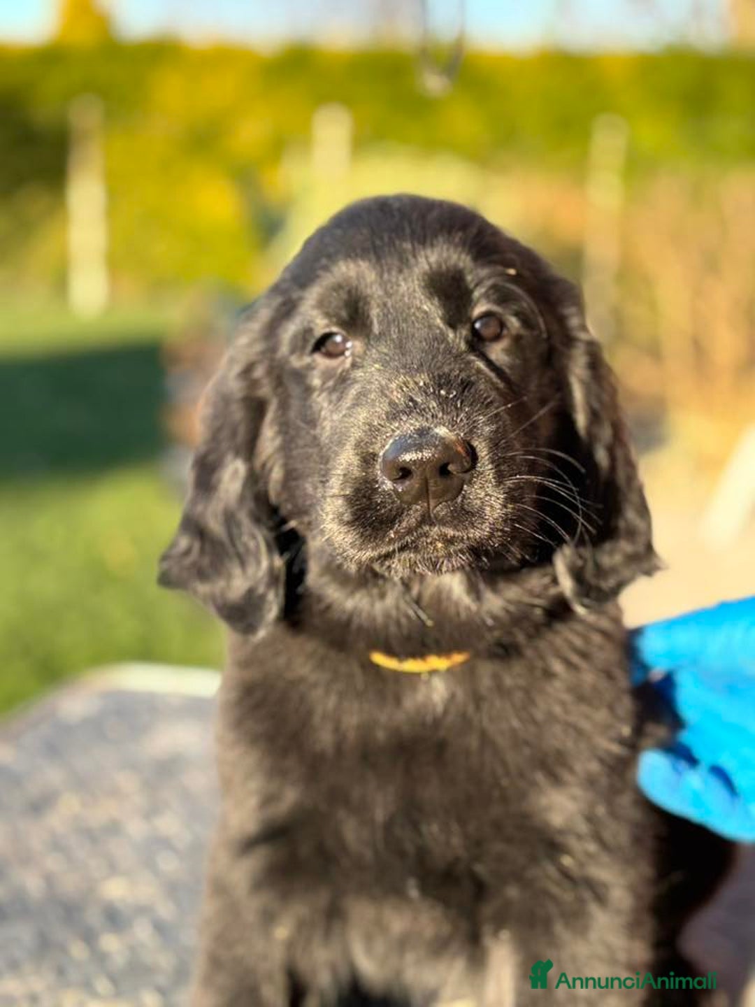 Flat Coated cani in vendita: Cuccioli Flat Coated Retriever - Annuncio 4