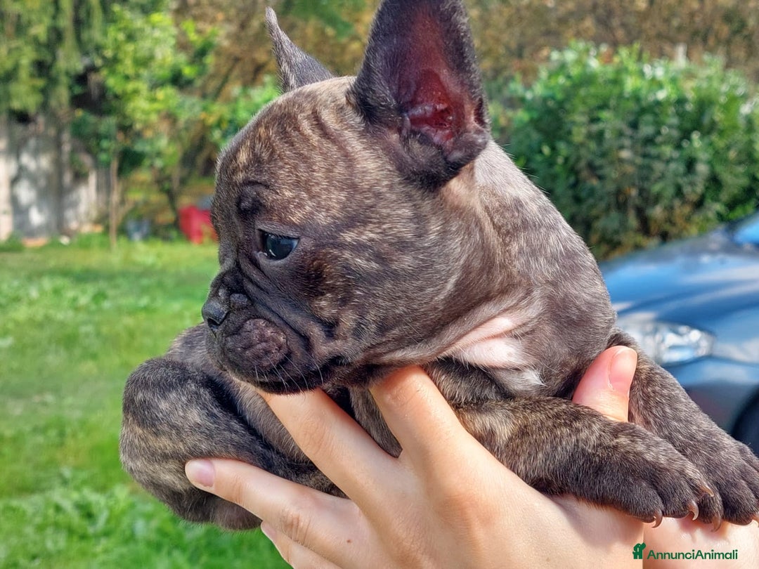 Bulldog Francese cani in vendita: Bulldog francese Bringee - Annuncio 5
