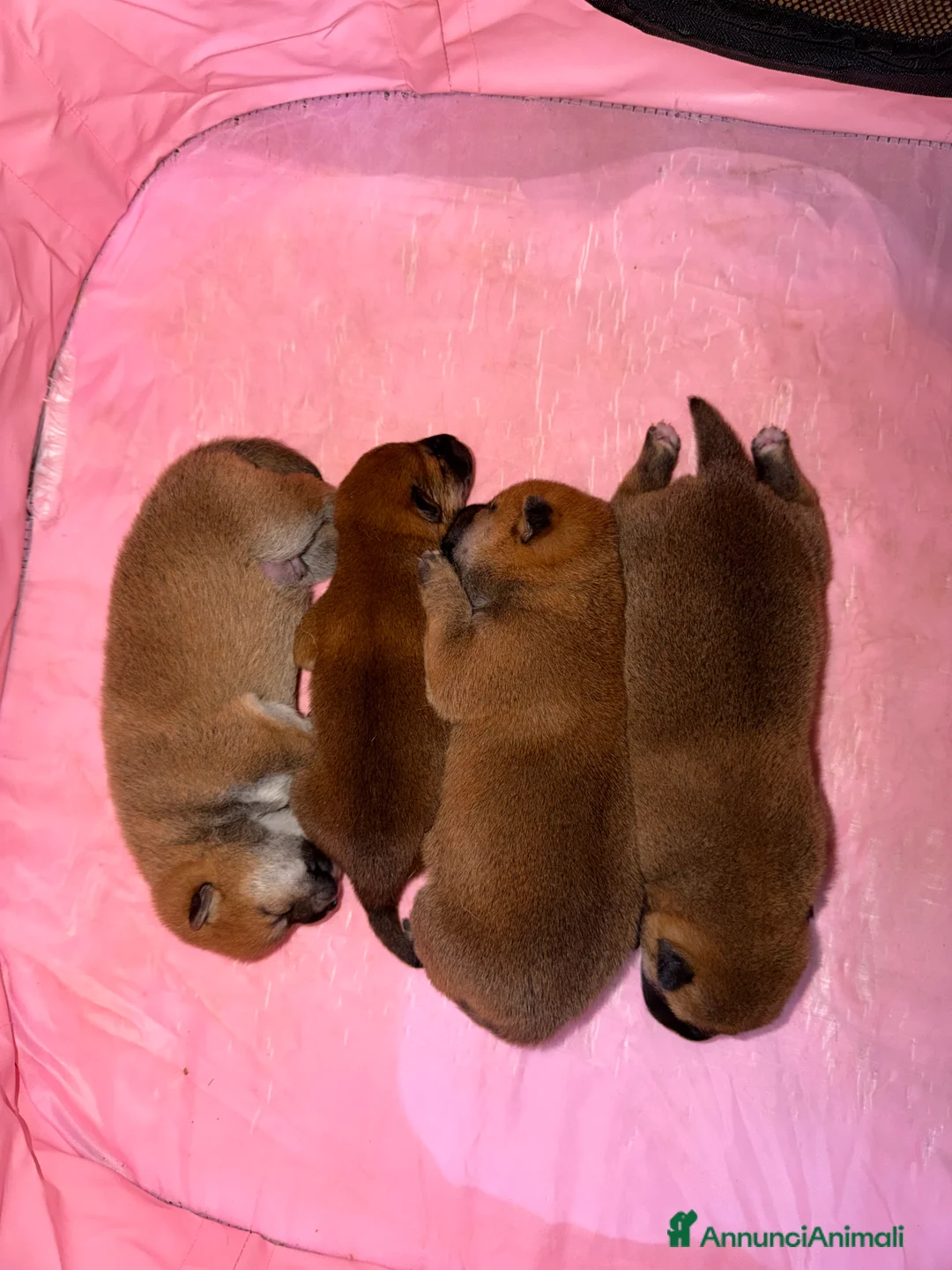 Shiba Inu cani in vendita: Cuccioli di shiba inu  - Annuncio 2