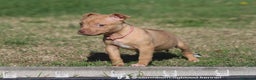 Pitbull cani in vendita: Cuccioli Pit Bull con Pedigree anche a rate - Annuncio 17