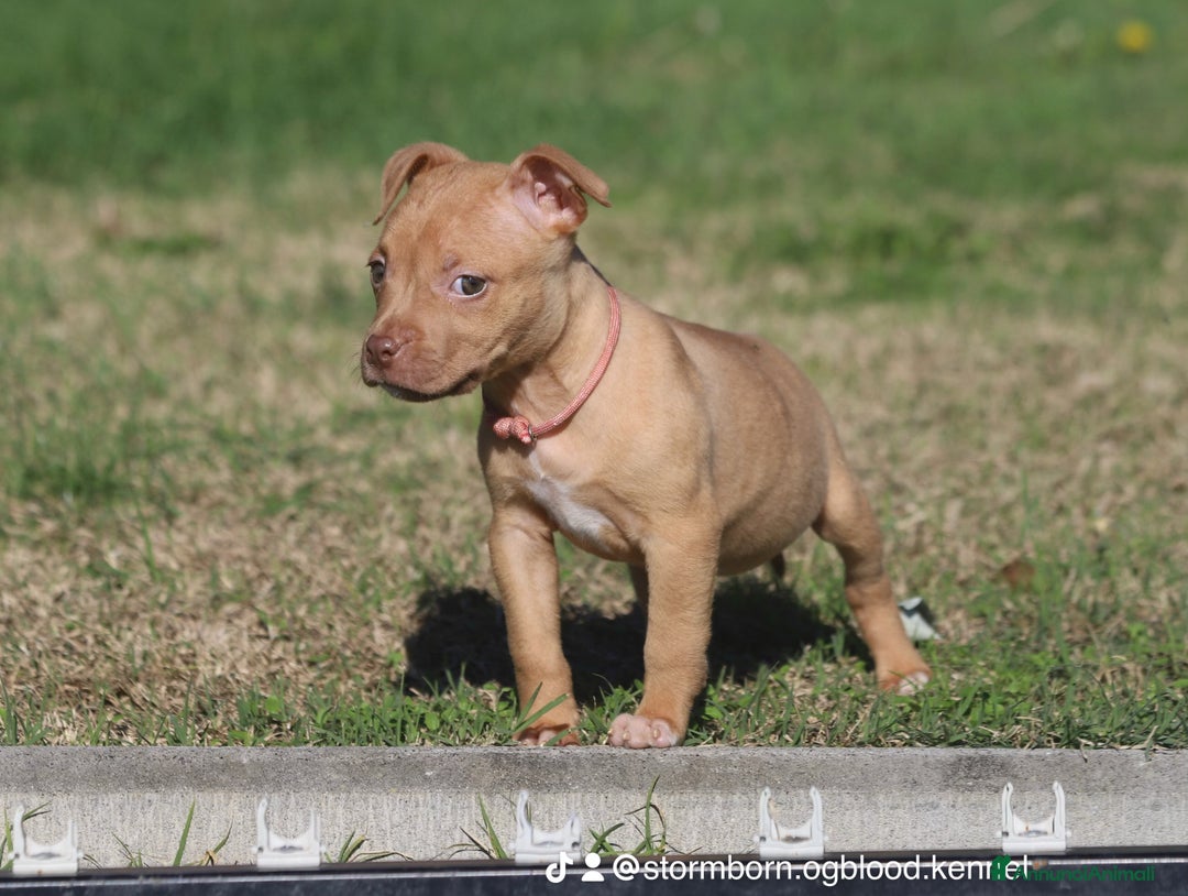 Pitbull cani in vendita: Cuccioli Pit Bull con Pedigree anche a rate - Annuncio 17