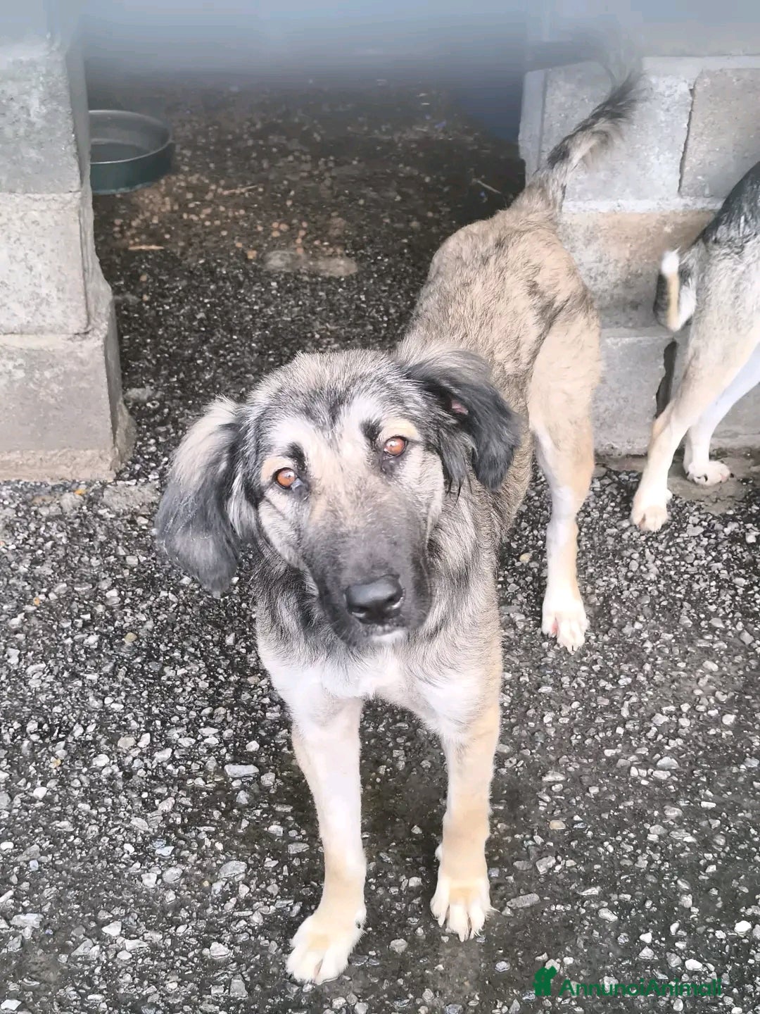 Meticcio cani in regalo: Adotta Rosy - Annuncio 3