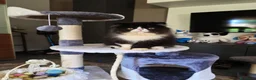 Persiano gatti in vendita: Gatti persiani  - Annuncio 4