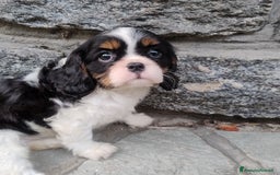 Cavalier King cani in vendita: Cavalier king con pedigree pronta da subito  a Provincia di Lecco - Immagine 5