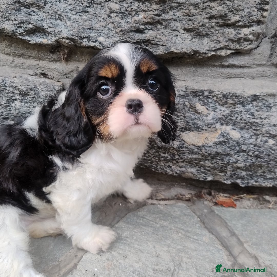 Cavalier King cani in vendita: Cavalier king con pedigree pronta da subito  a Provincia di Lecco - Immagine 5