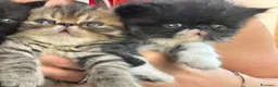 Persiano gatti in vendita: Cuccioli persiani  - Annuncio 2