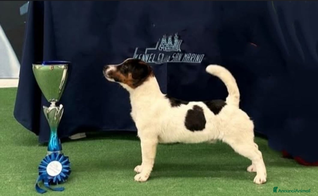 Jack Russell cani Jack Russell terrier  - Annuncio 1