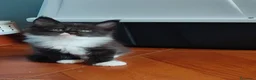Maine Coon gatti in vendita: Meravigliosi gattini Maine Coon - Annuncio 11