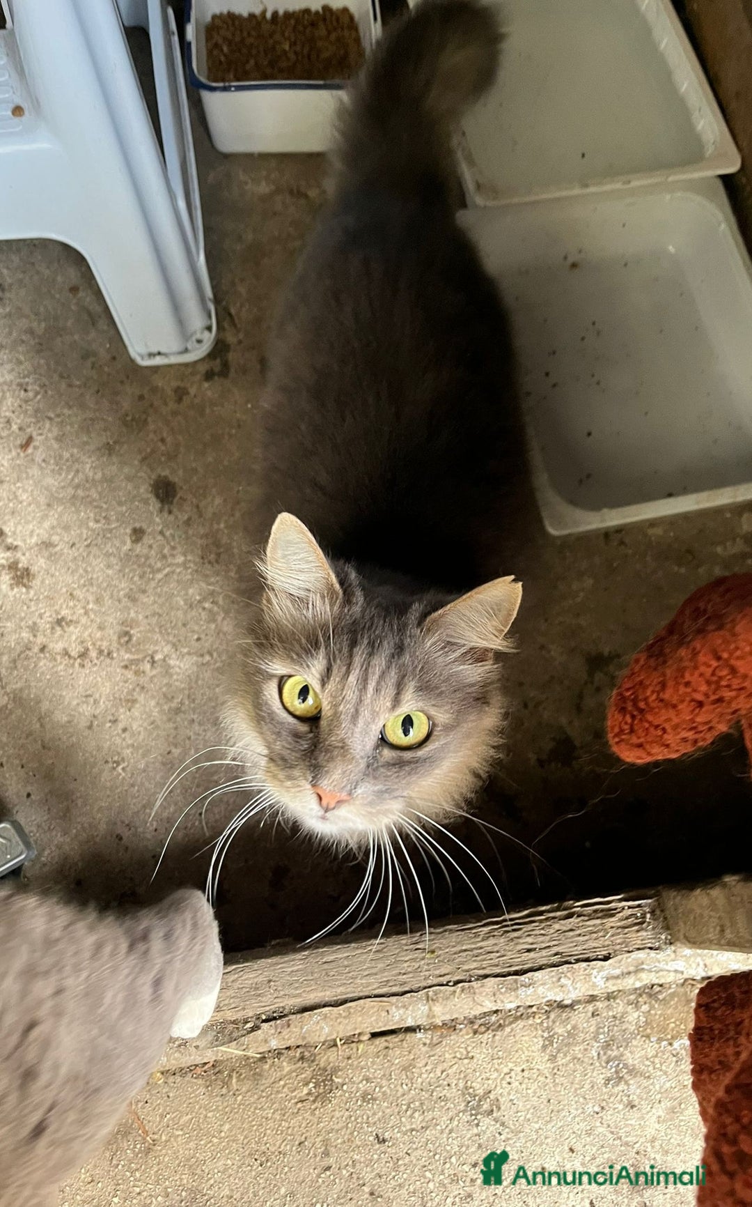 Norvegese gatti in regalo: Norvegesi delle Foreste in adozione - Annuncio 3