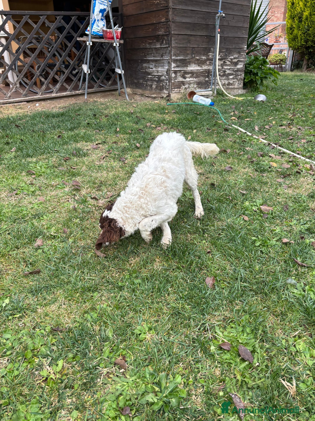 Meticcio cani in vendita: Vendita cani da tartufi  - Annuncio 6