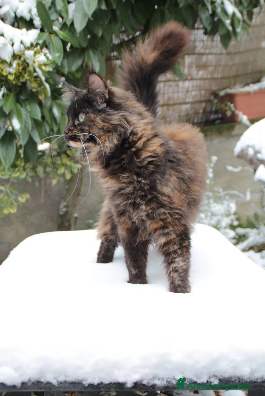 Immagine della galleria {{count}}