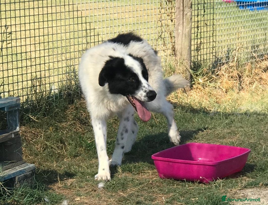 Meticcio cani in regalo: BUFFALO, CHE TIPO SIMPATICO a Provincia di Latina - Annuncio 7