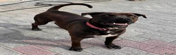 Meticcio cani in regalo: NIGEL CERCA CASA - Annuncio 7