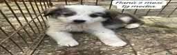 Meticcio cani in regalo: Tanti cuccioli da salvare  a Città Metropolitana di Bologna - Annuncio 1