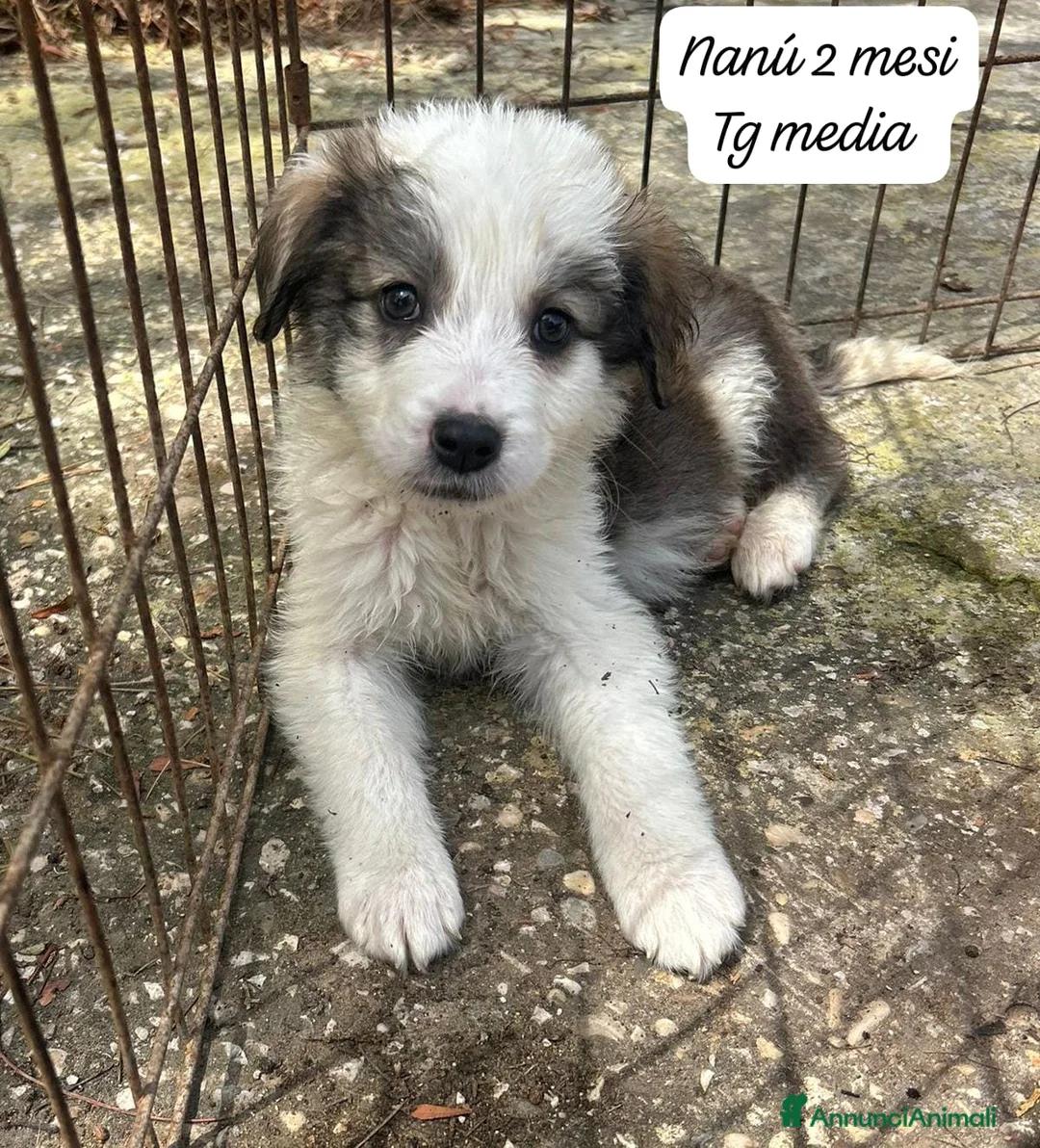 Meticcio cani in regalo: Tanti cuccioli da salvare  a Città Metropolitana di Bologna - Annuncio 1