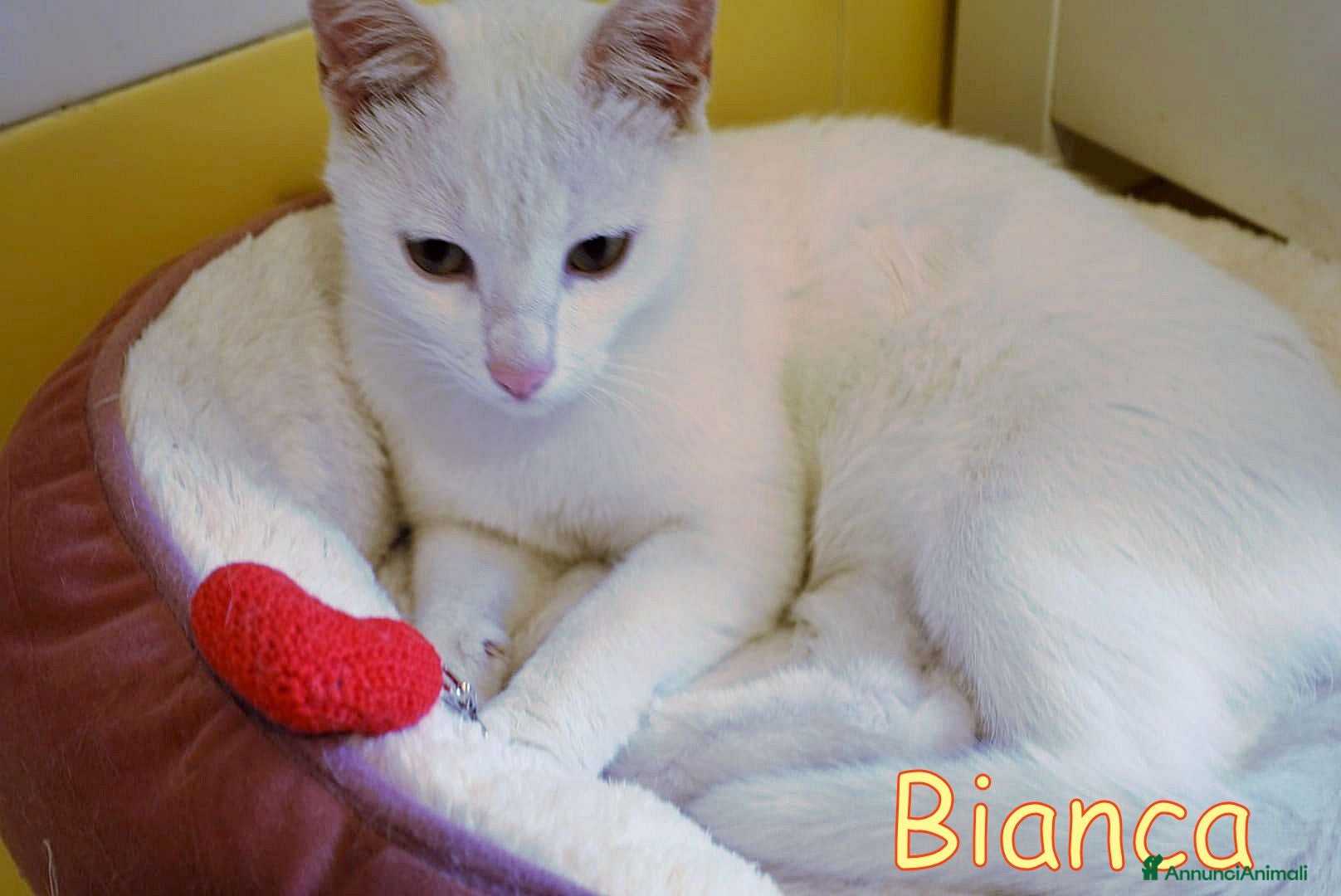 Altre razze gatti 🤍 BIANCA CERCA IL SUO LIETO FINE 🤍 - Annuncio 1