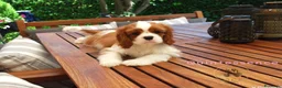 Cavalier King cani in vendita: Bellissima cucciola di Cavalier King - Annuncio 5