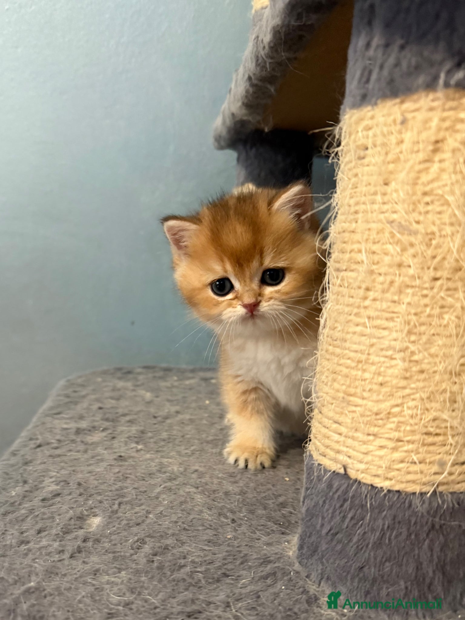 British gatti British Golden  - Annuncio 1