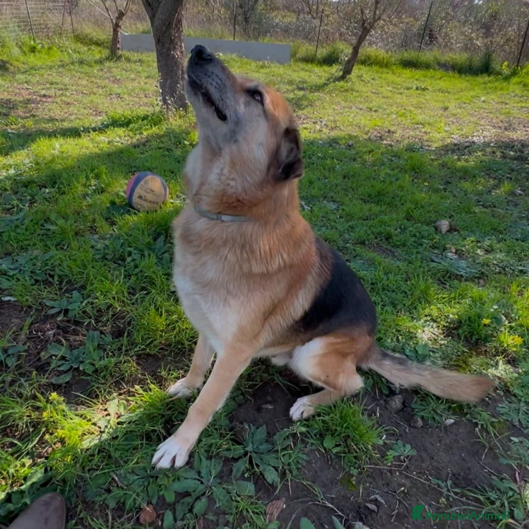 Meticcio cani in regalo: ARGO 💙 - nessuna richiesta per me. Perché? 🥲 - Annuncio 3