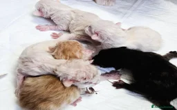 Siberiano gatti in vendita: Gattini Siberiani Ipoallergenici a Città metropolitana di Milano - Immagine 3