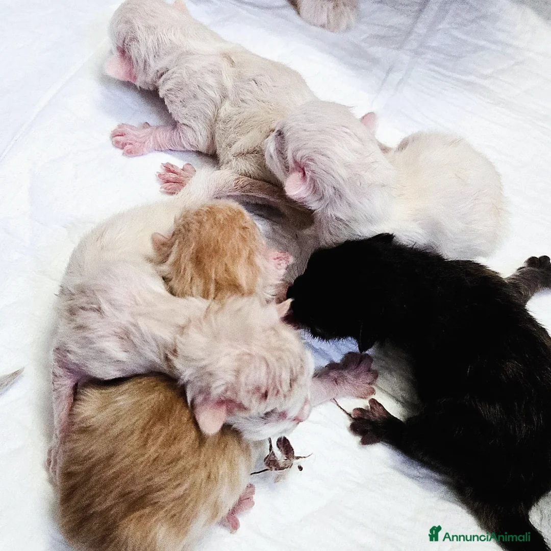 Siberiano gatti in vendita: Gattini Siberiani Ipoallergenici a Città metropolitana di Milano - Immagine 3