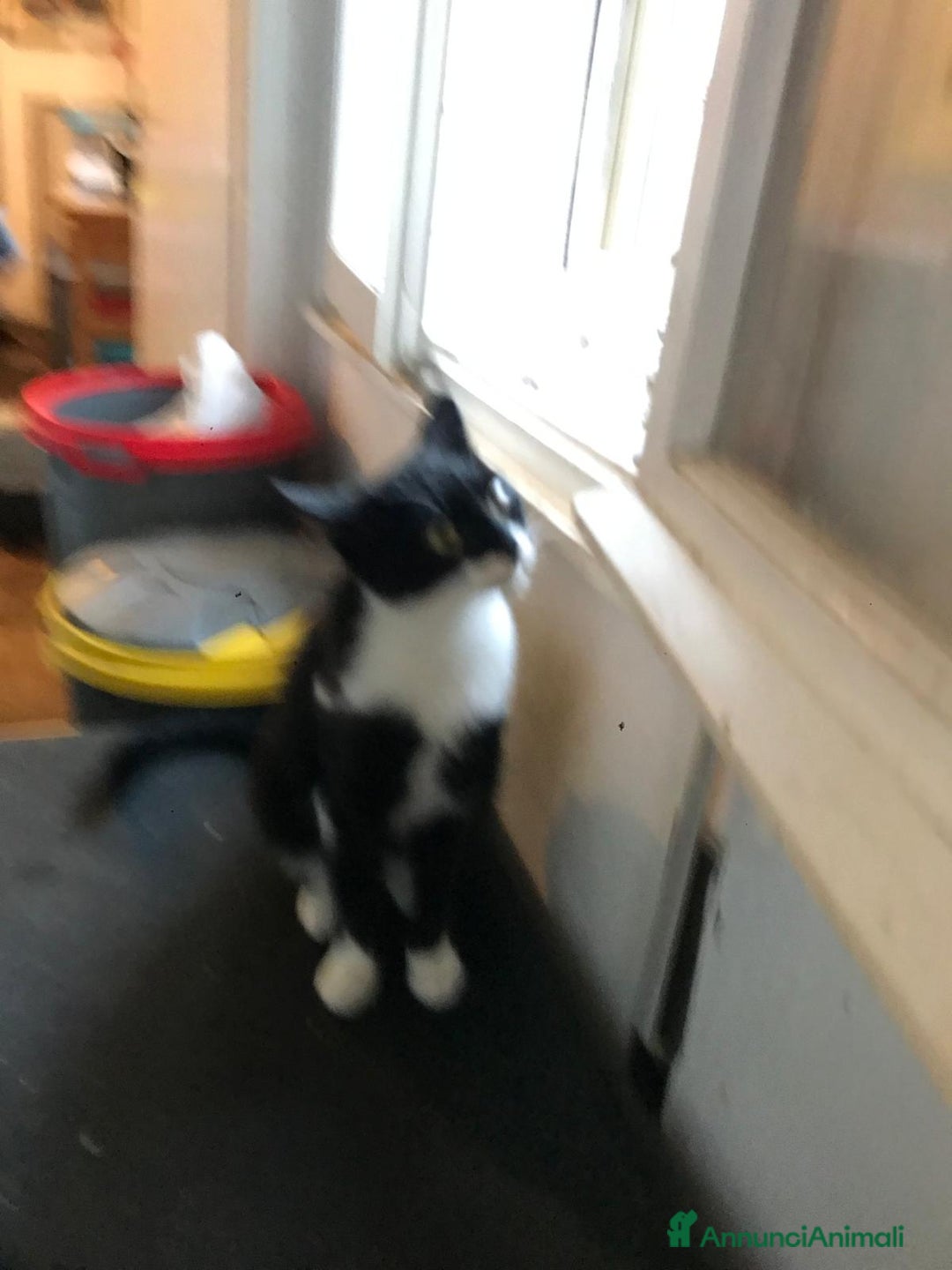 Europeo gatti in regalo: zorro e bianca cercano casa🤍🖤 - Annuncio 4